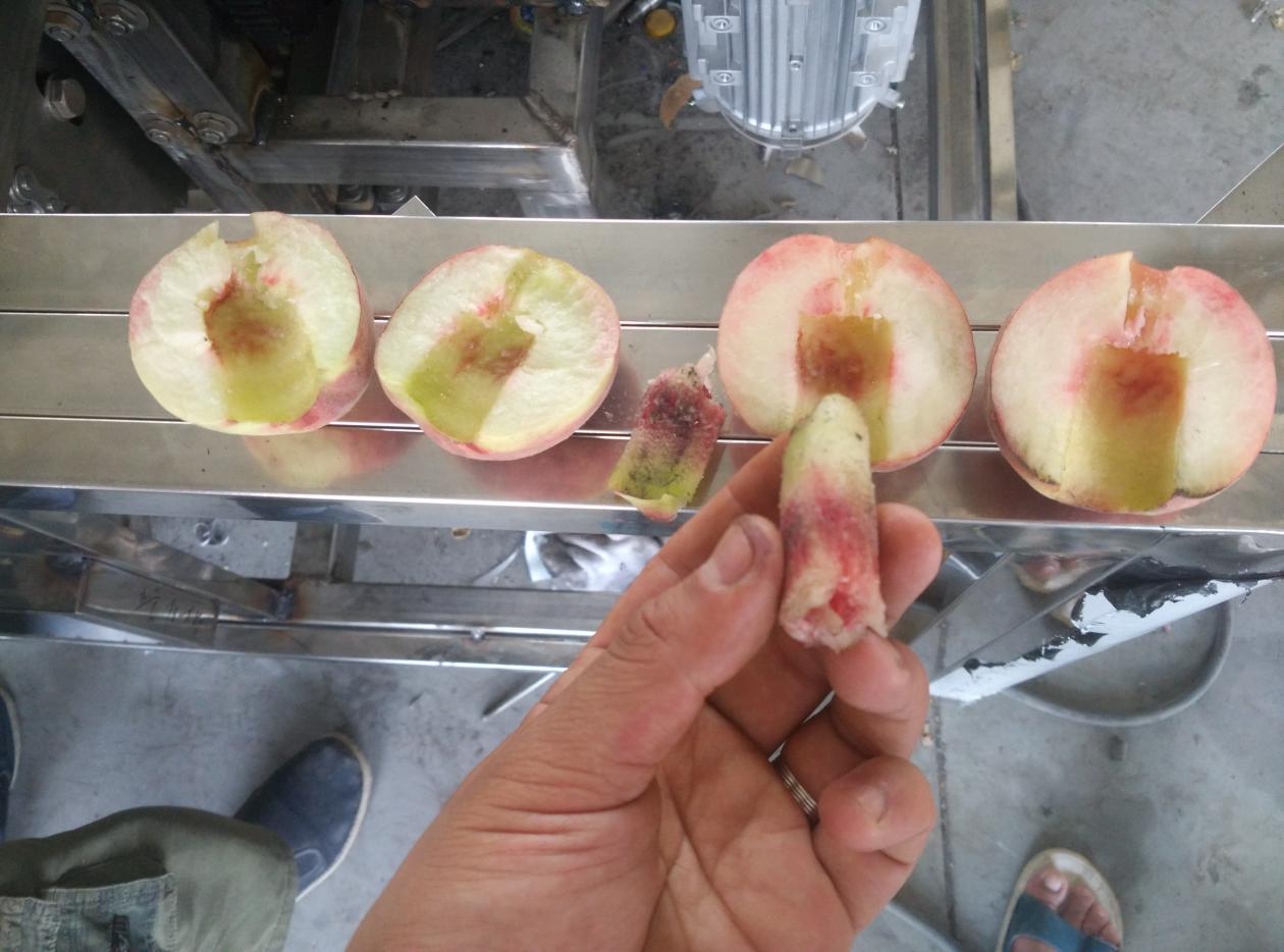 Rotary Plate Peach Pitting & Slicing Machine