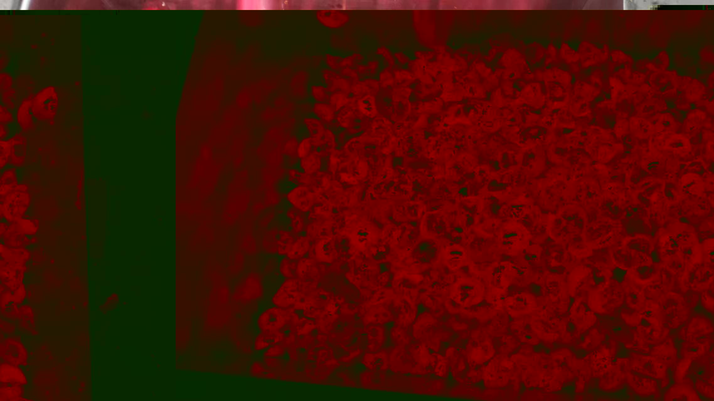 Fully Automatic Cranberry Halving Machine