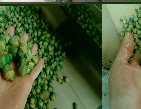 Fully Automatic Green Plum Pitting MachineTrack Type